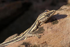 Platysaurus intermedius rhodesianus