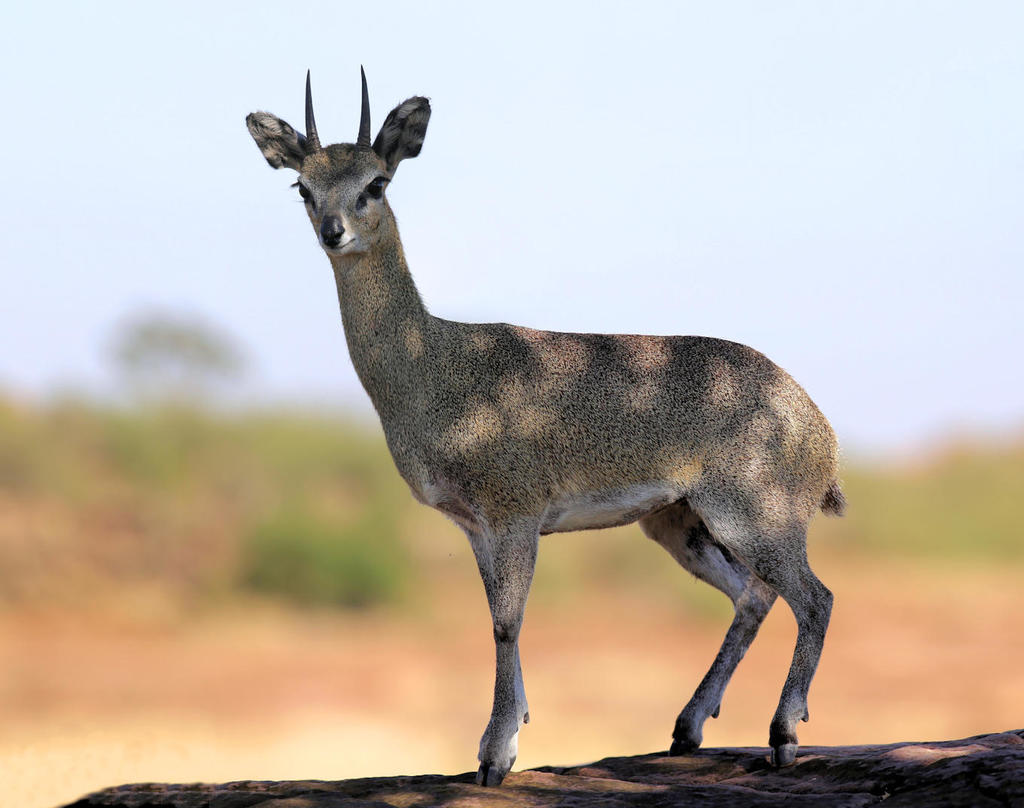 Klipspringer