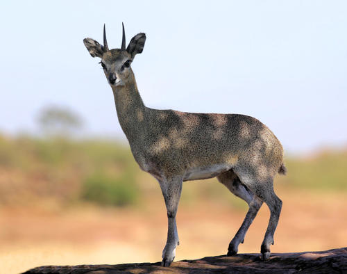 Klipspringer
