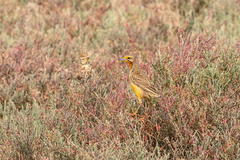 Macronyx capensis capensis