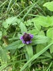 Prunella vulgaris