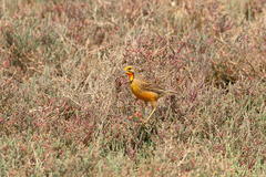 Macronyx capensis capensis