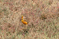 Macronyx capensis capensis