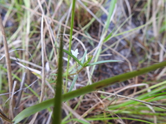 Scleromitrion brachypodum