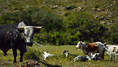 Bos indicus × taurus