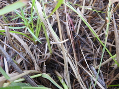 Scleromitrion brachypodum