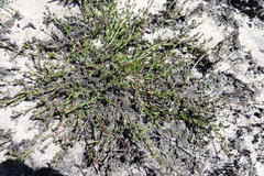 Lobelia jasionoides