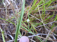 Scleromitrion brachypodum