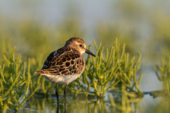 Calidris minuta