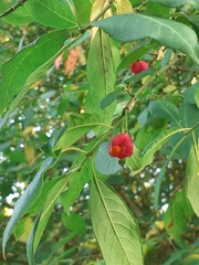 Euonymus europaeus