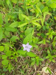 Ruellia tuberosa
