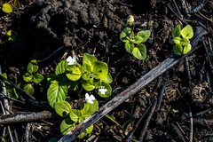 Diclis rotundifolia