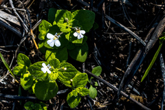 Diclis rotundifolia