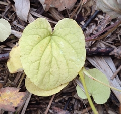 Viola epipsiloides