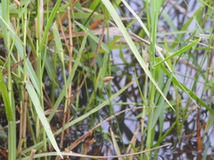 Fimbristylis tristachya