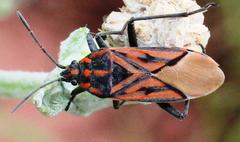 Spilostethus rivularis