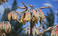 Cotyledon orbiculata spuria