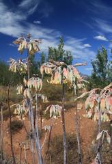 Cotyledon orbiculata spuria