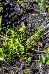 Empodium monophyllum