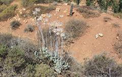 Cotyledon orbiculata spuria