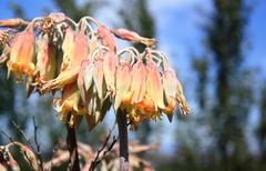 Cotyledon orbiculata spuria