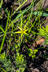 Empodium monophyllum