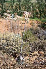 Cotyledon orbiculata spuria