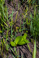 Eriospermum mackenii