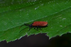 Pyropterus nigroruber