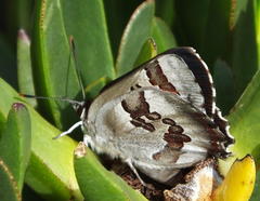 Capys alphaeus alphaeus