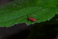 Pyropterus nigroruber