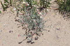 Achyranthemum paniculatum