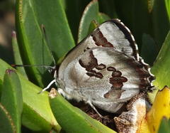 Capys alphaeus alphaeus