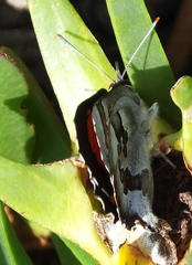 Capys alphaeus alphaeus