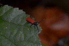 Pyropterus nigroruber