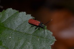 Pyropterus nigroruber