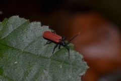 Pyropterus nigroruber