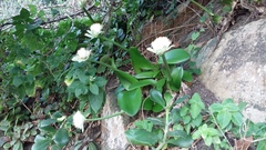 Haemanthus albiflos