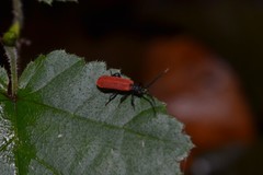 Pyropterus nigroruber