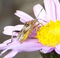 Stictopleurus scutellaris