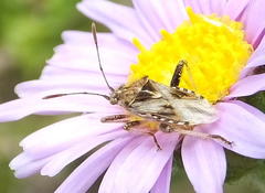 Stictopleurus scutellaris