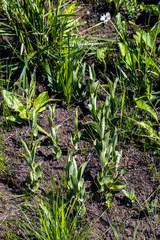Helichrysum pannosum