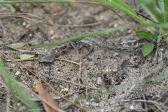 Alysson spinosus