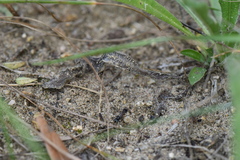 Alysson spinosus