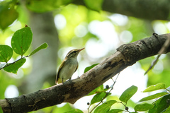 Phylloscopus coronatus