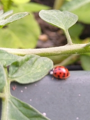 Harmonia axyridis