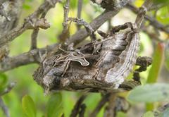 Cornutiplusia circumflexa