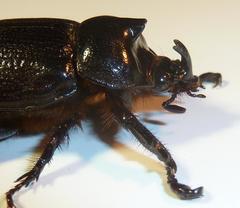 Cyphonistes vallatus