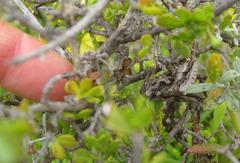 Cornutiplusia circumflexa