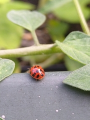 Harmonia axyridis